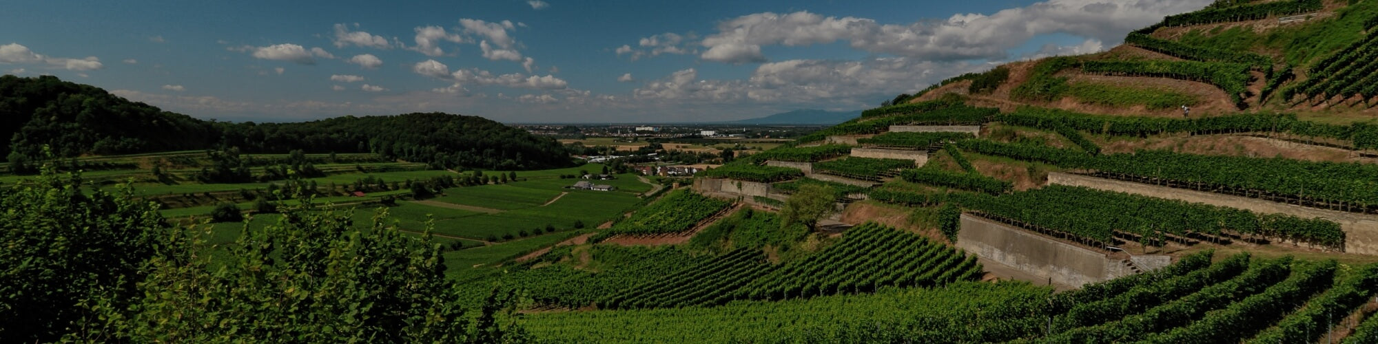Baden - TERROIR UNLIMITED