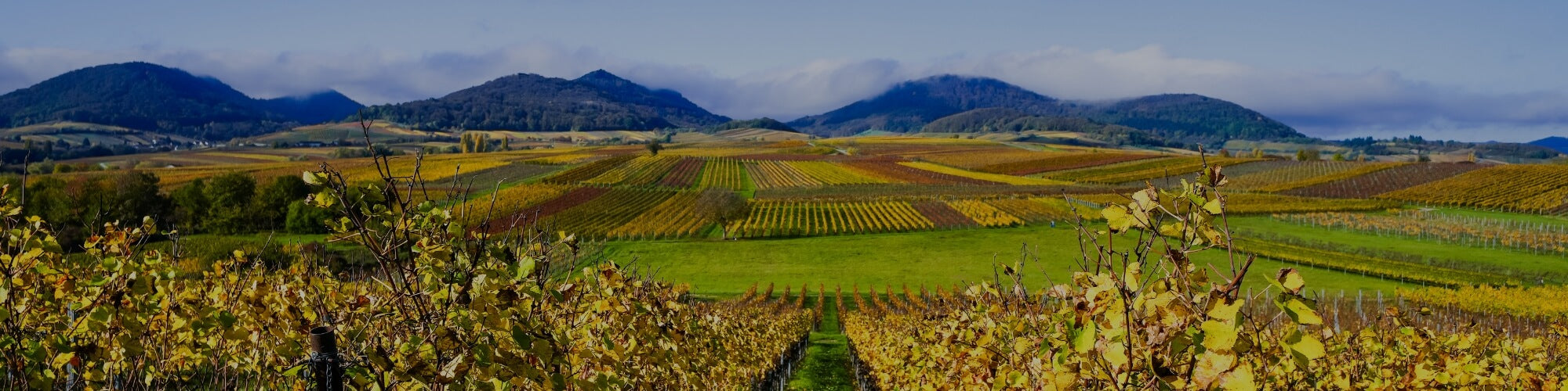 Pfalz - TERROIR UNLIMITED