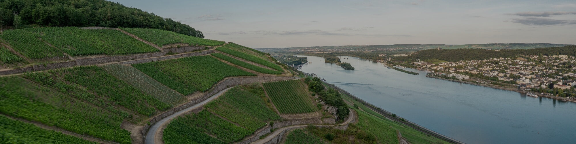 Rheingau - TERROIR UNLIMITED