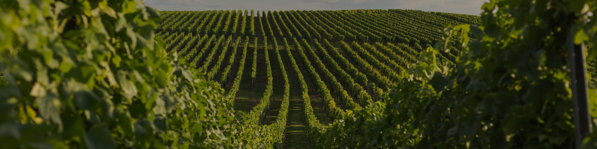 Rheinhessen - TERROIR UNLIMITED