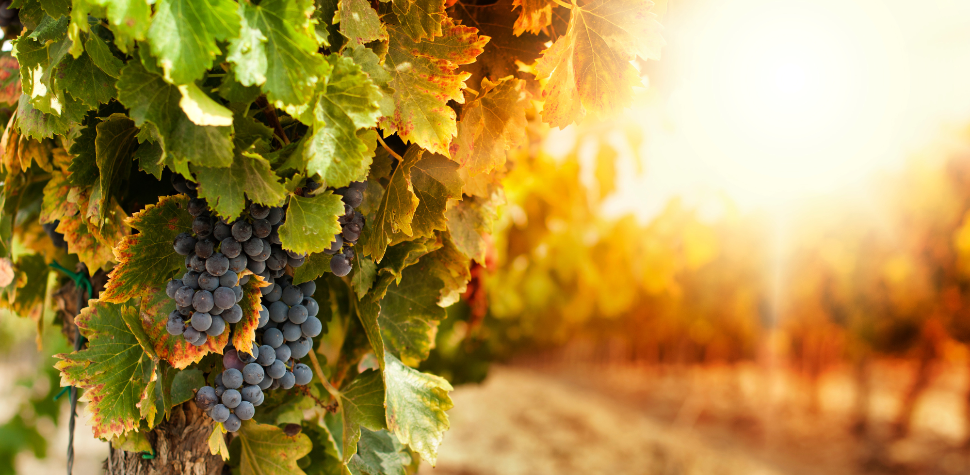Newsletter TERROIR UNLIMITED Weinhandel Bochum