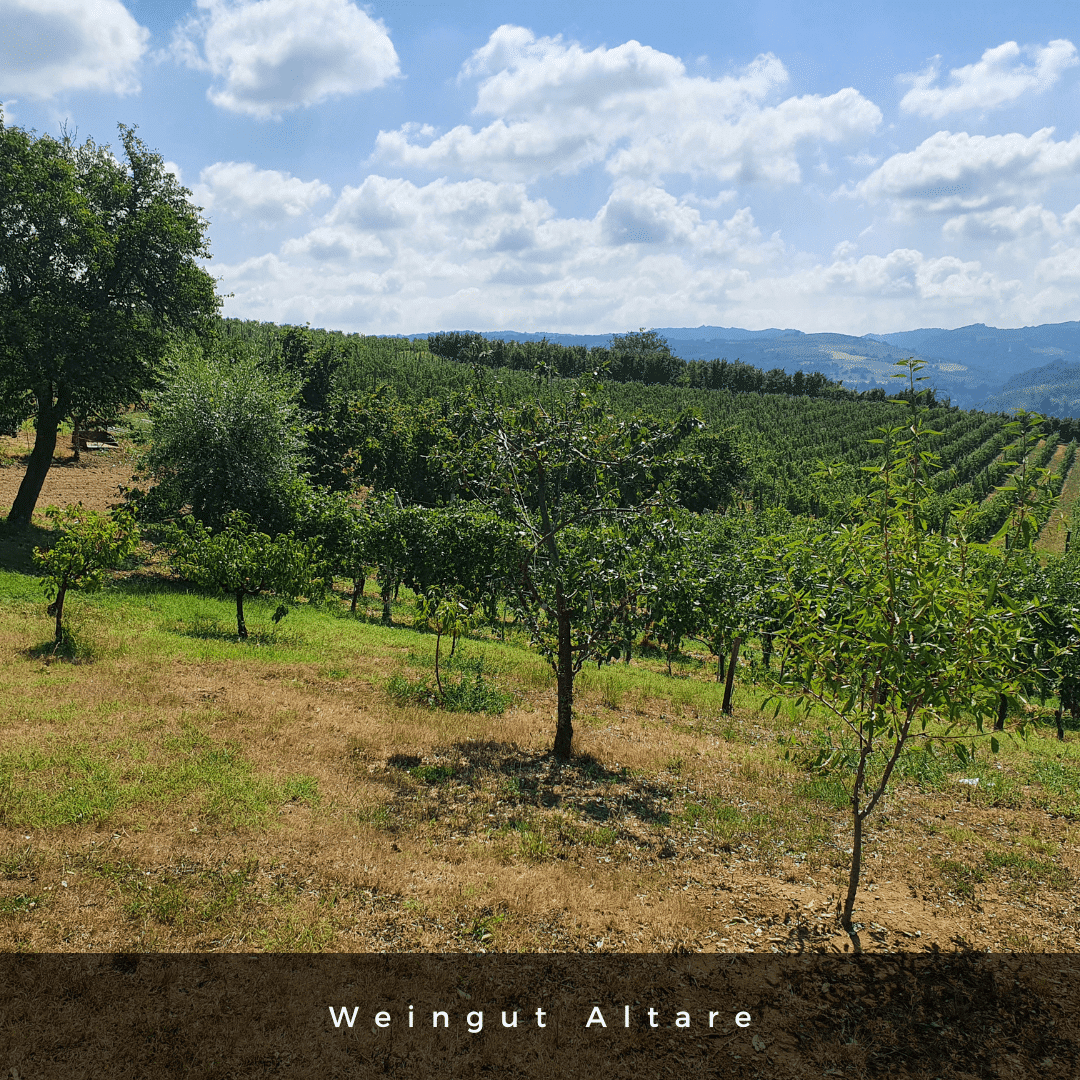 Altare 2021 Langhe Nebbiolo Rotwein - TERROIR UNLIMITED
