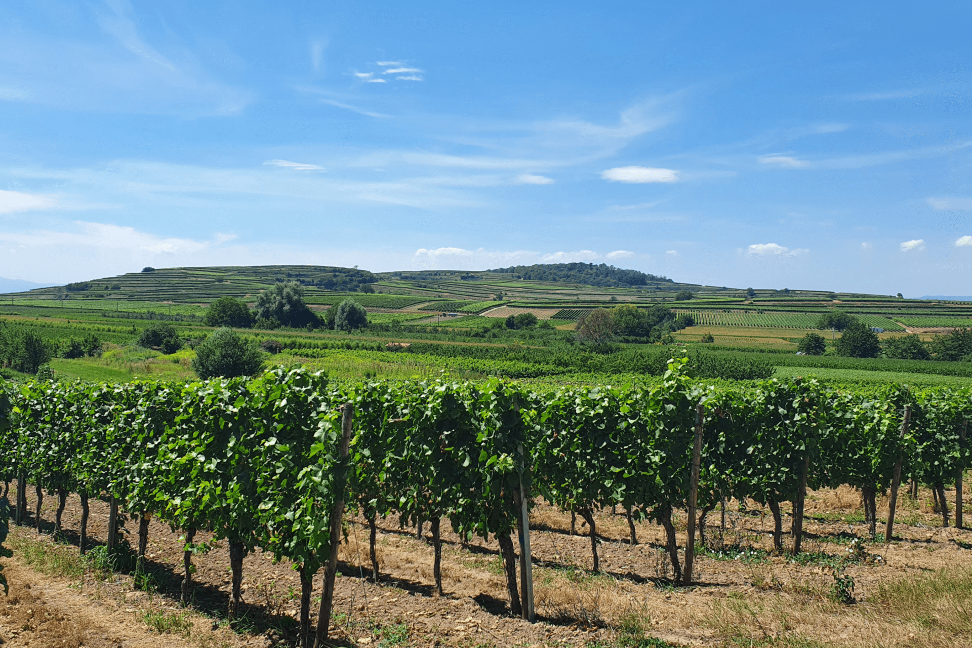 Baden - TERROIR UNLIMITED