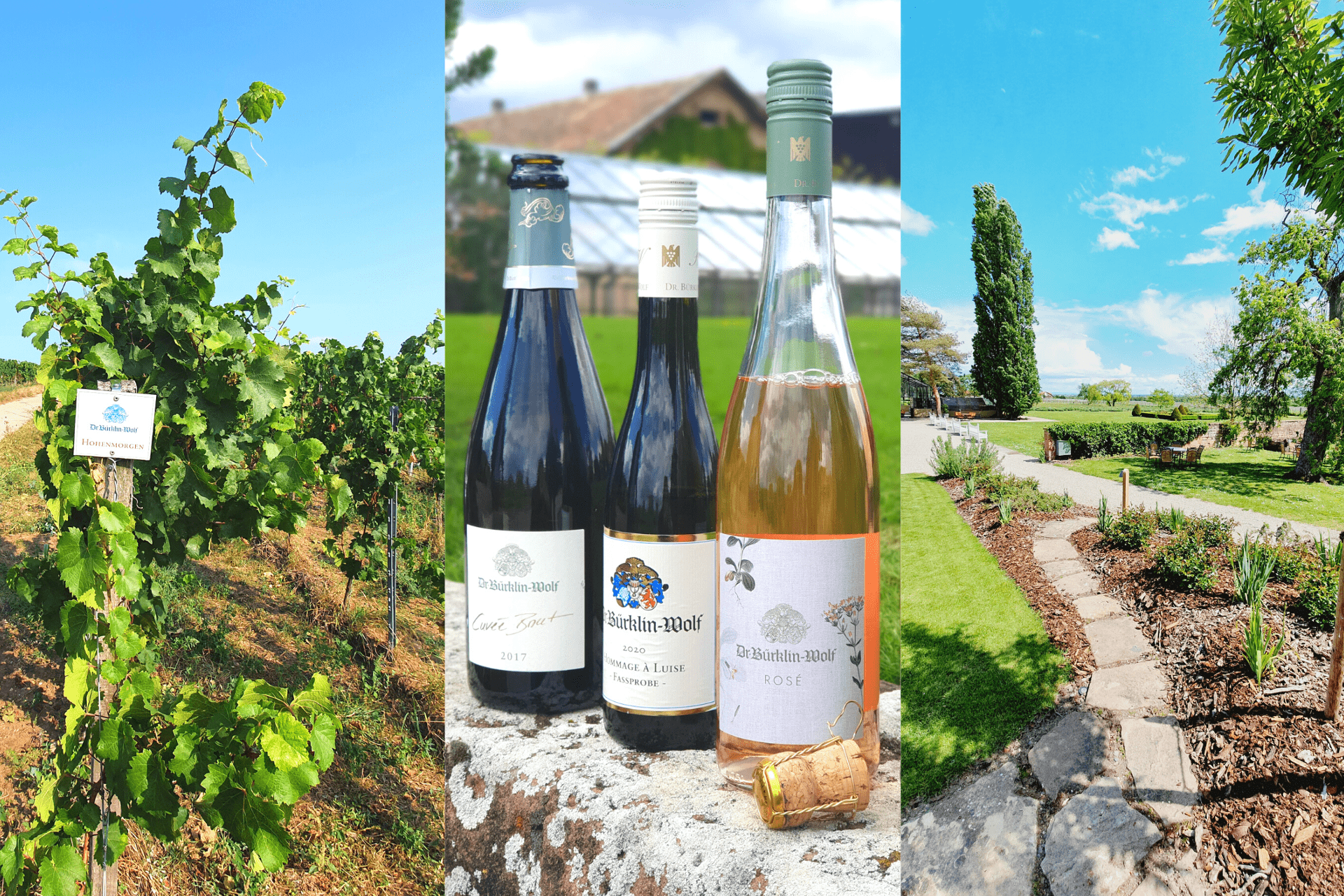Dr. Bürklin-Wolf - TERROIR UNLIMITED