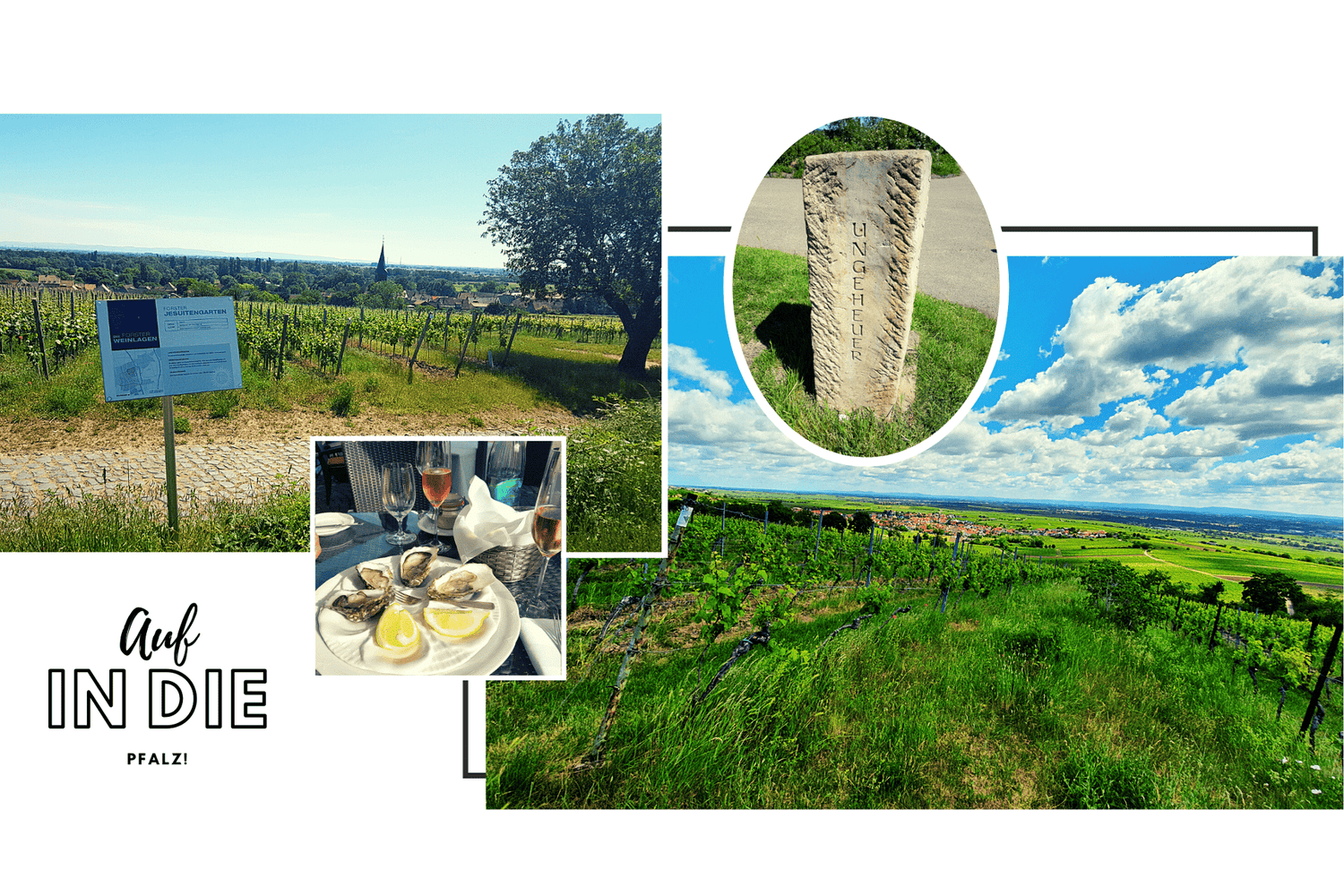 Reise in die Pfalz - Teil 1 - TERROIR UNLIMITED