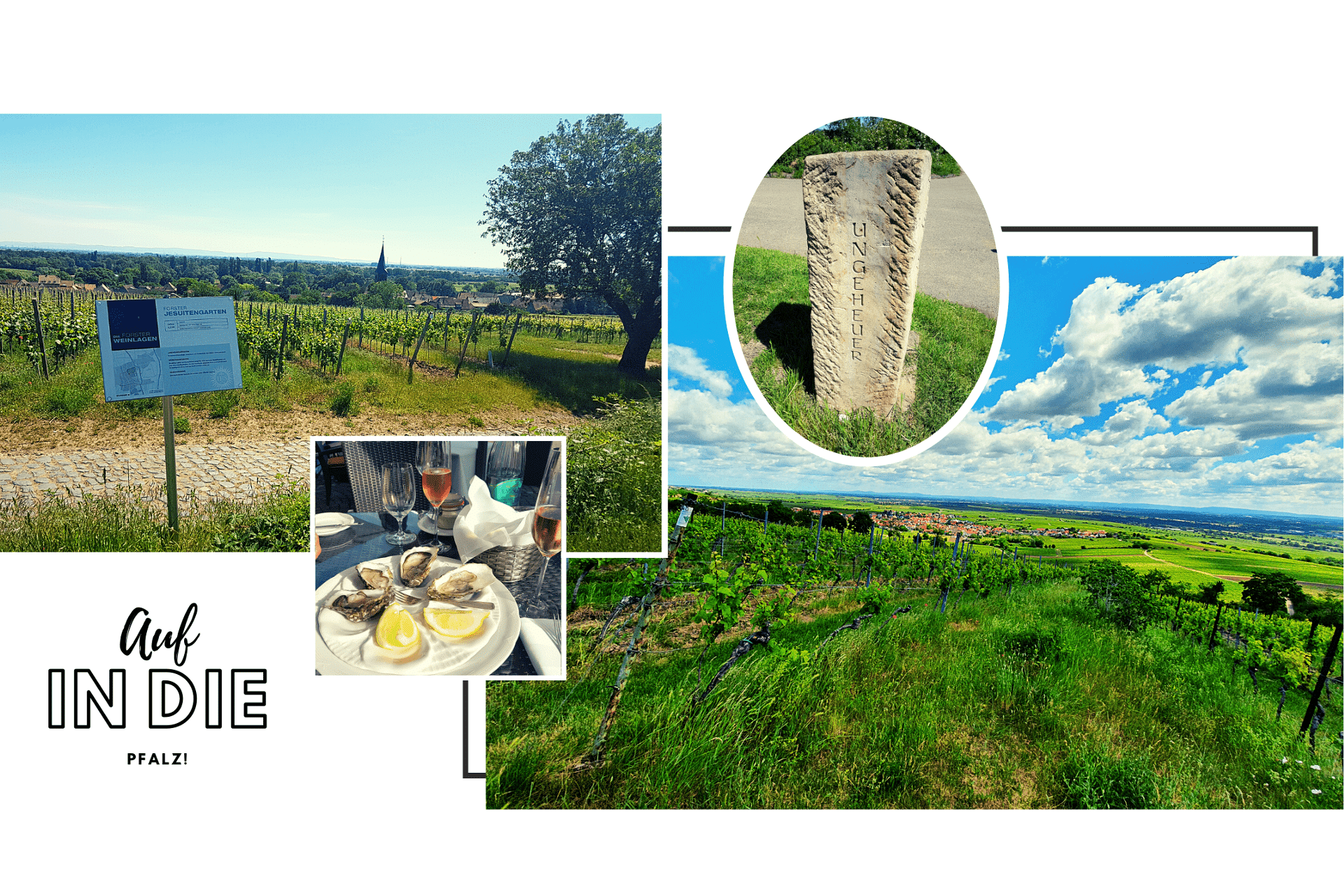 Reise in die Pfalz - Teil 1 - TERROIR UNLIMITED