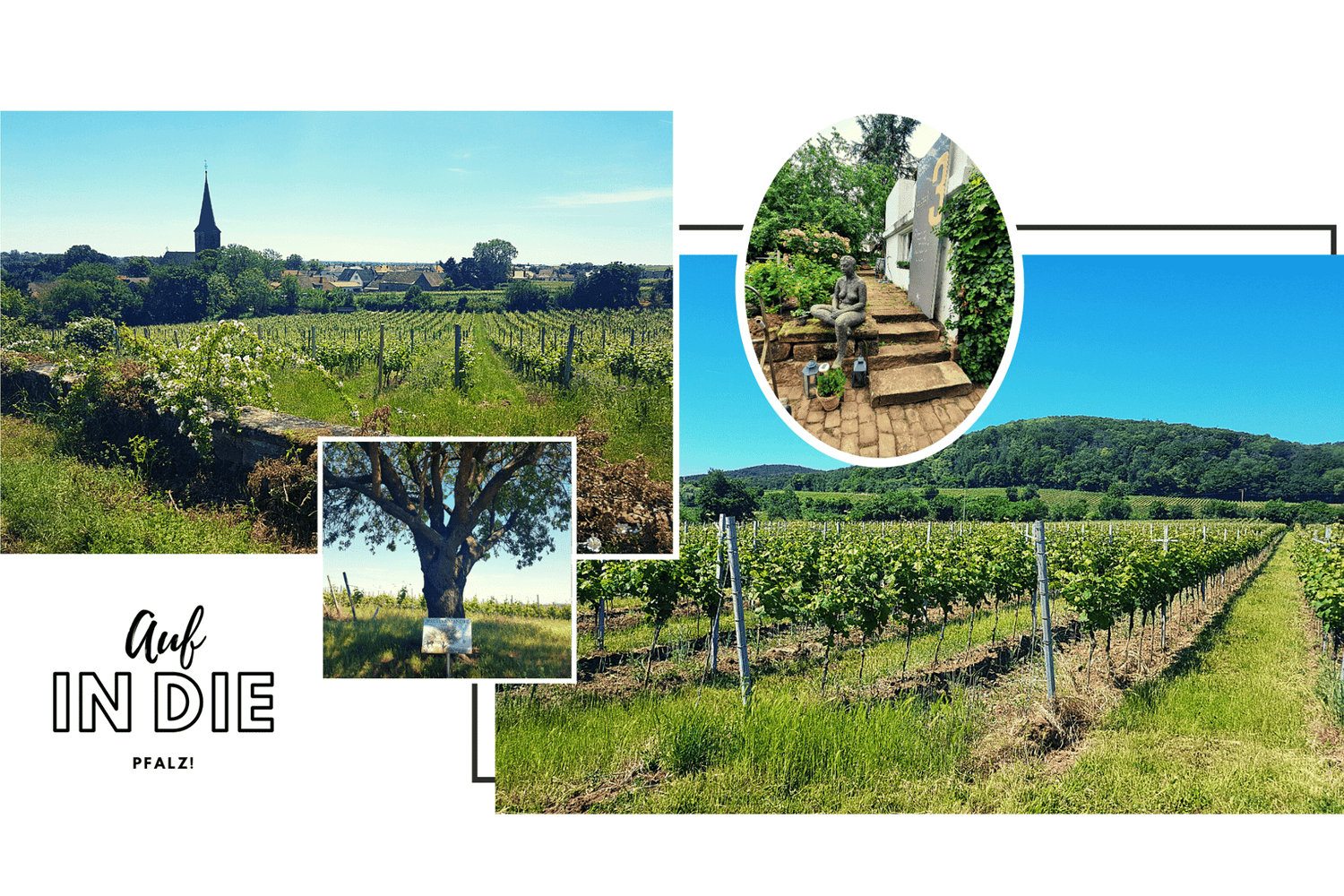 Reise in die Pfalz - Teil 2 - TERROIR UNLIMITED
