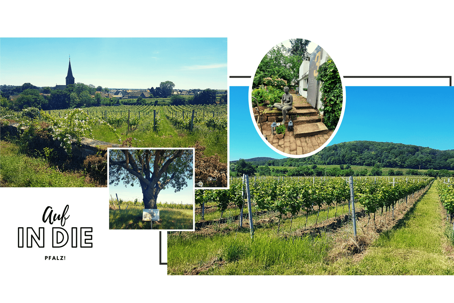 Reise in die Pfalz - Teil 2 - TERROIR UNLIMITED