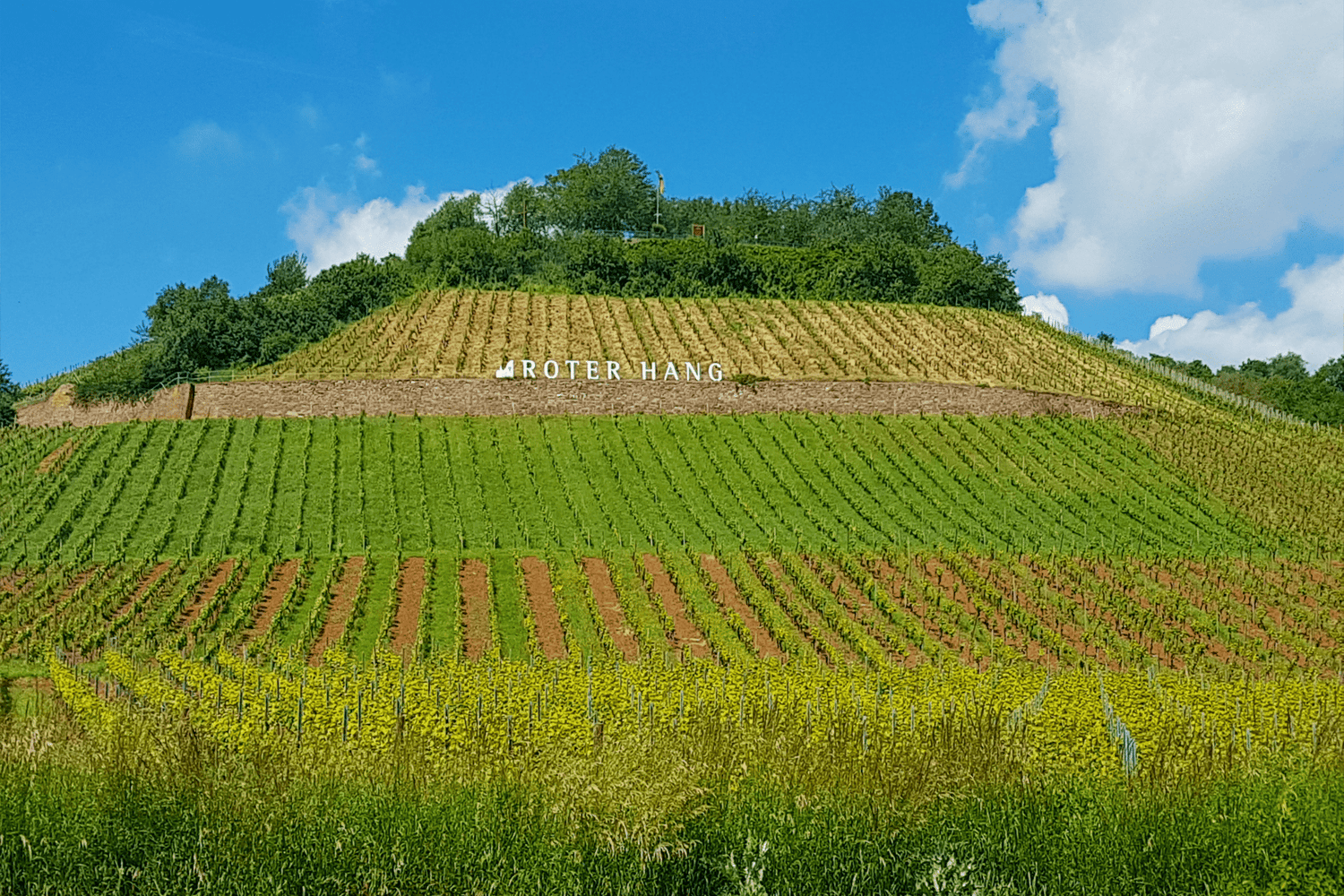 Rheinhessen - TERROIR UNLIMITED