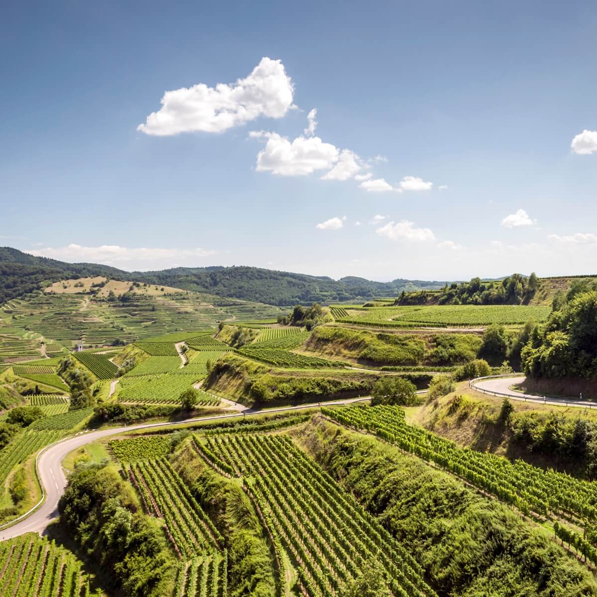 Weinregion Baden - TERROIR UNLIMITED