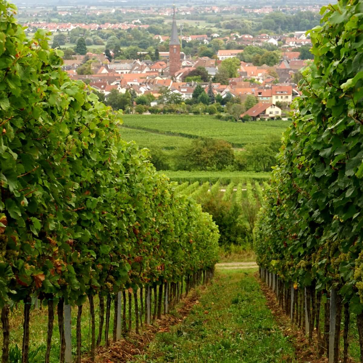 Weinregion Pfalz - TERROIR UNLIMITED