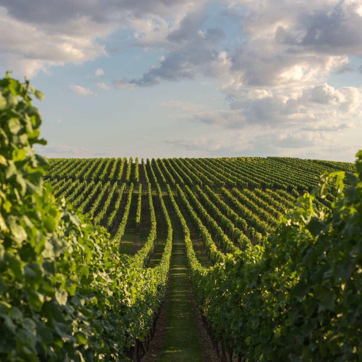 Weinregion Rheinhessen - TERROIR UNLIMITED