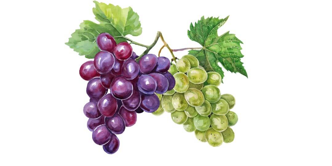 Rebsorten Terroir Unlimited Weinhandel