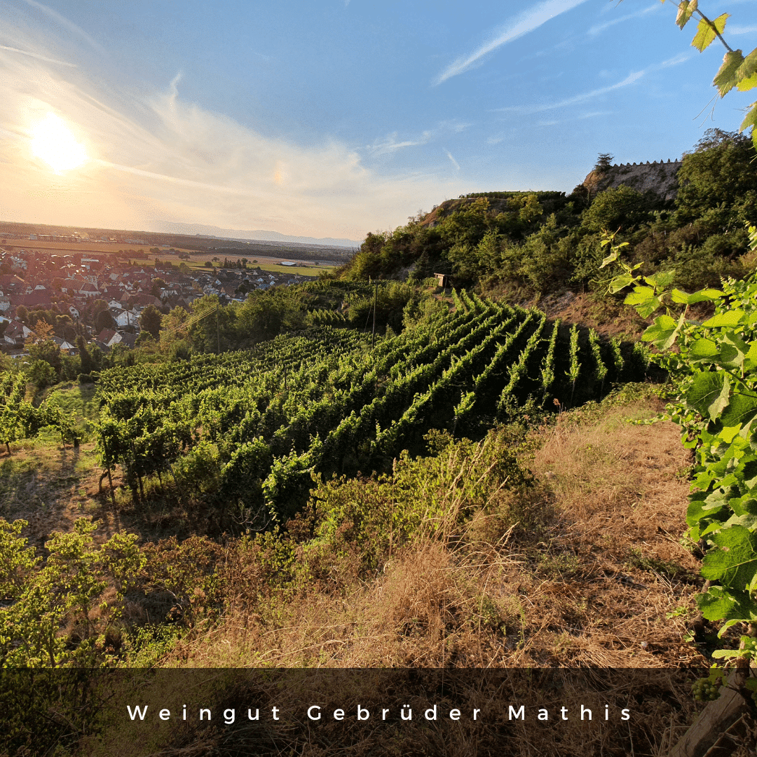 Mathis 2022 Rosenloch Spätburgunder Rotwein - TERROIR UNLIMITED