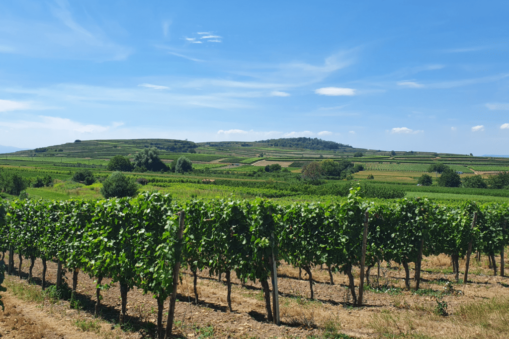 Weinregion Baden 2020